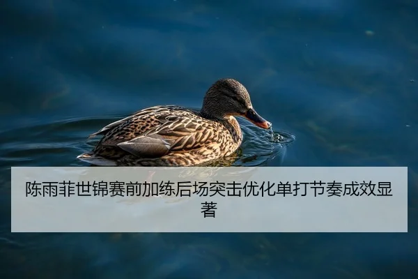 陈雨菲世锦赛前加练后场突击优化单打节奏成效显著